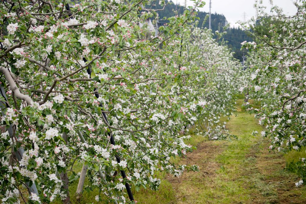 20160503-P5030015-1024x683_畑を薄いピンクや白に染めるりんごの花