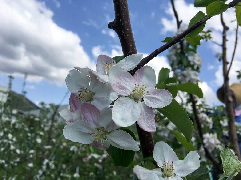 20170514-j_201705-480-1024x768_畑を薄いピンクや白に染めるりんごの花