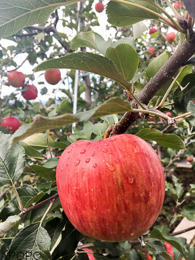 IMG_5205_信州りんご3兄弟の次男「シナノスイート」の収穫
