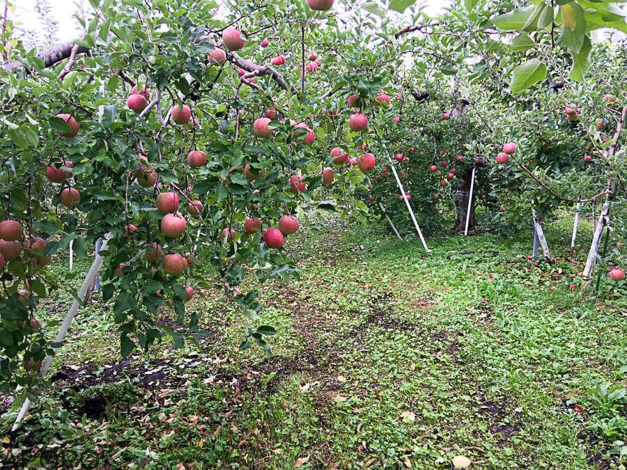 j_171012-11_りんごの樹の下にシルバーシート
