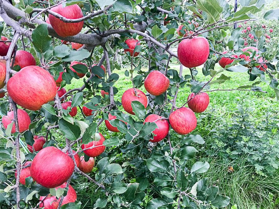 j_171020-53-1_長野県生まれ　人気のりんご3品種