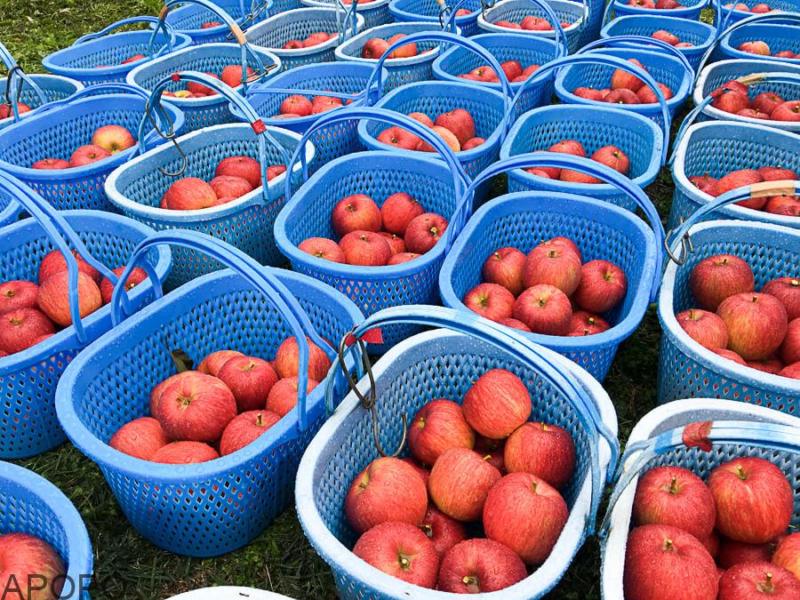 j_171020-56_信州りんご3兄弟の次男「シナノスイート」の収穫