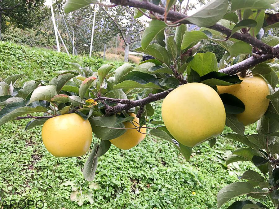 j_IMG_3975-69_長野県生まれ　人気のりんご3品種