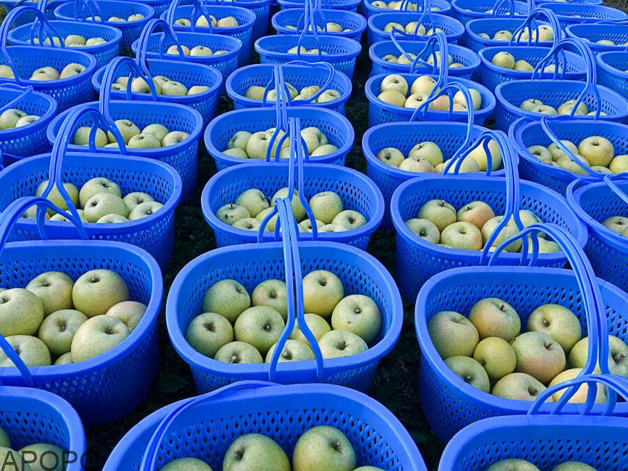 j_171107-10_青りんごの代表格　「王林」の収穫
