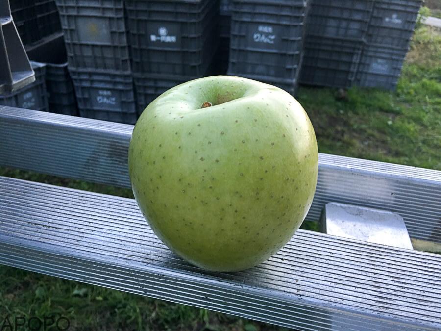 j_171107-13_青りんごの代表格　「王林」の収穫