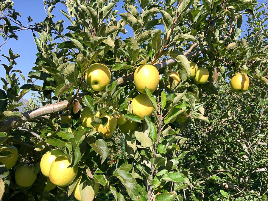 j_171107-3_青りんごの代表格　「王林」の収穫