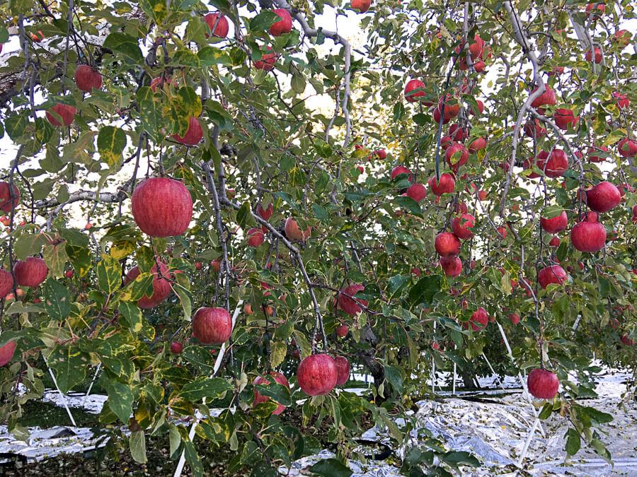 j_171115-30_りんごの王様　サンふじの収穫が始まりました