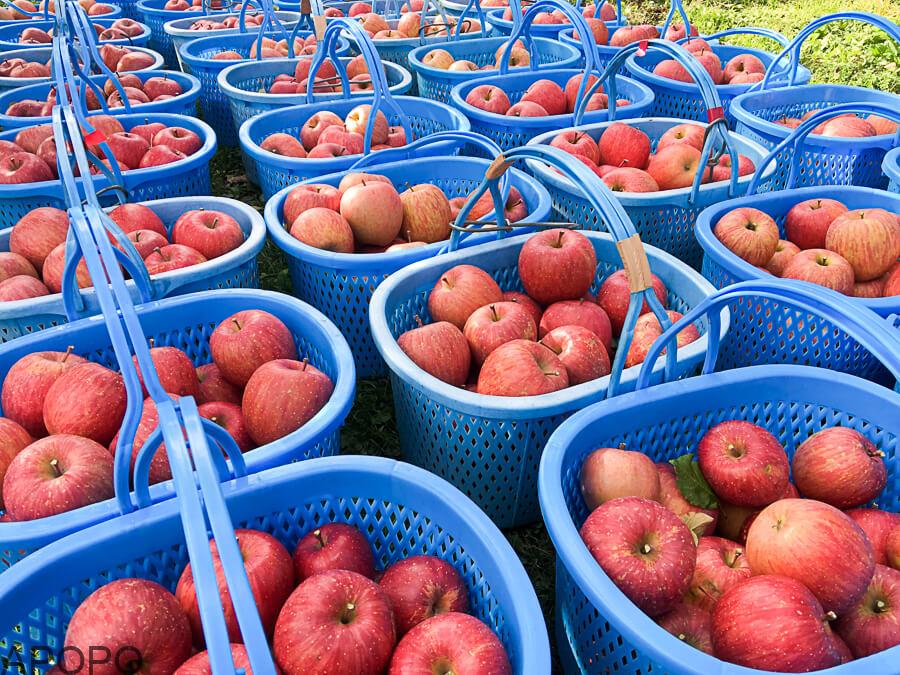 j_171115-45_りんごの王様　サンふじの収穫が始まりました